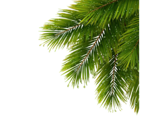 Lush green palm fronds with water droplets against black leaves, Isolated, Transparent Png