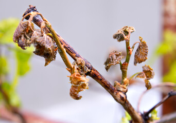 Leaves and shoots damaged by spring frosts. Concept of destroyed grape harvest. Concept of natural...