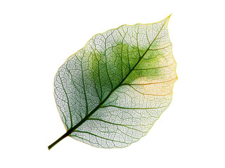 Delicate skeletal leaf with vibrant green and yellow hues transparent, Isolated, Transparent Png