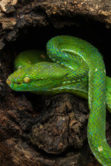 Hagen's pit viper and a dragonfly