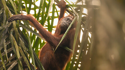 Fototapeta premium Orangutans Wildlife Photography from Borneo Malaysia – Orangutans, Jungle, and Untouched Nature