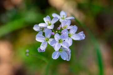 Cardamine pratensis cucko flower in bloom, group of petal flowering mayflowers on the meadow