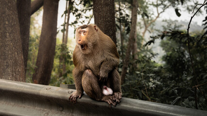 Wildlife Photography from Borneo Malaysia – Nosemonkeys, Jungle, and Untouched Nature