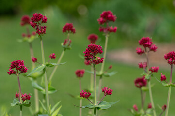 Centranthus ruber red spur valerian flowering plant, bright red pink flowers in bloom, green stem...