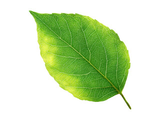 Obraz premium Vibrant green leaf with detailed veins and yellow accents on black texture, Isolated, Transparent Png