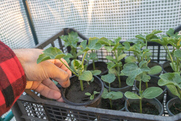 Hand holding melon seedling in plastic pot inside greenhouse with other young plants