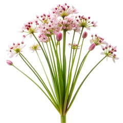 bouquet of flowers
