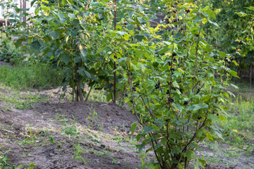 Blackcurrant bush with ripe berries growing in home garden during summer