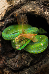 Hagen's pit viper and a dragonfly