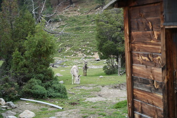 donkey in mountains