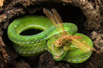 Hagen's pit viper and a dragonfly