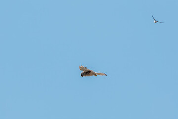 Common kestrel, Falco tinnunculus, hovered in the air in search of prey