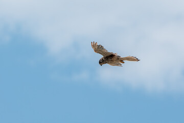 Common kestrel, Falco tinnunculus, hovered in the air in search of prey