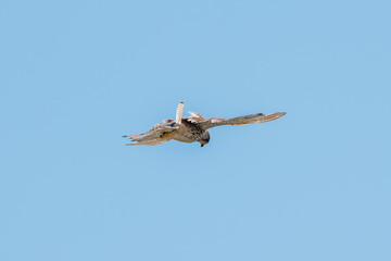 Common kestrel, Falco tinnunculus, hovered in the air in search of prey