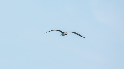 Common kestrel, Falco tinnunculus, hovered in the air in search of prey