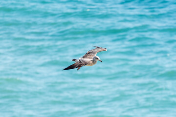 Sea gull in the clear blue sky.