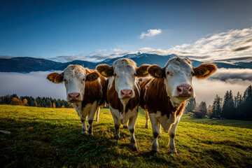 Three Curious Dairy Cows On Foggy Mountain Meadow With Golden Morning Light. Mountain Cows