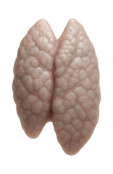 Human thymus with lobulated appearance and pinkish-gray color in younger specimens