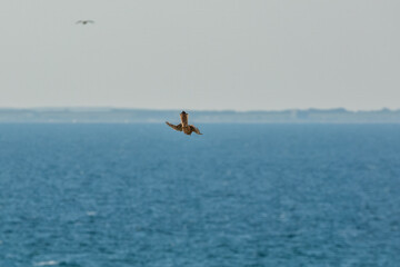 Common kestrel, Falco tinnunculus, hovered in the air in search of prey