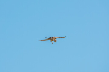 Common kestrel, Falco tinnunculus, hovered in the air in search of prey