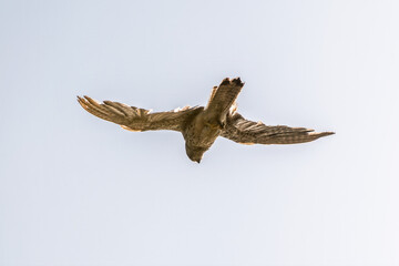 Common kestrel, Falco tinnunculus, hovered in the air in search of prey