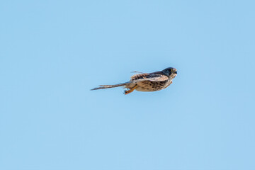 Common kestrel, Falco tinnunculus, hovered in the air in search of prey