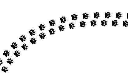A trail of black bear paw prints curving across a white background isolated on transparent background
