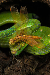 Hagen's pit viper and a dragonfly