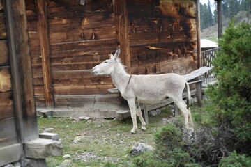 donkey in front of wooden house
