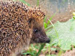 Braunbrustigel Portrait