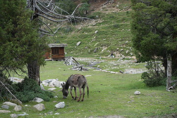 donkey in the mountains