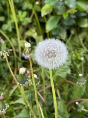 Close-up of a single dandelion puffball surrounded by green leaves and stems, showing seed dispersion stage in a natural setting.