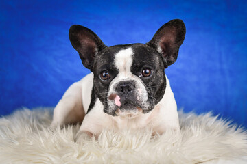 French Bulldog Posing on Faux Fur with Blue Background. A black and white French Bulldog with...