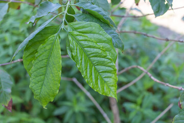 Close-up of green coffee plant leaves on tree branch, Coffea arabica foliage