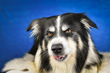 Calm Border Collie Posing Against Blue Background. A well-groomed black and white Border Collie is...