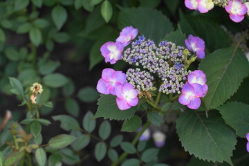 咲き始めた、ピンクの紫陽花