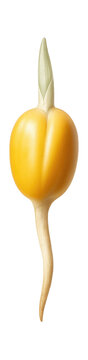 Germinating corn seed with emerging radicle and coleoptile