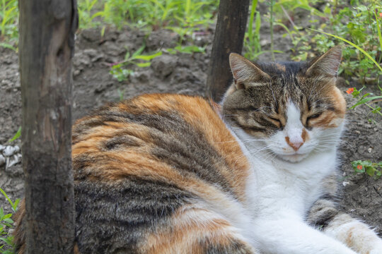 Tricolor cat relaxing outdoors with eyes closed, calico fur in garden setting