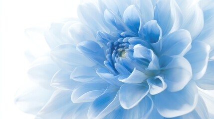 Fototapeta premium A vibrant light blue dahlia in full bloom, showcasing natural beauty with soft backlighting.