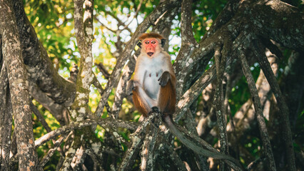 Monkey Wildlife Photography from Sri Lanka – Animals in National Parks and Natural Habitats