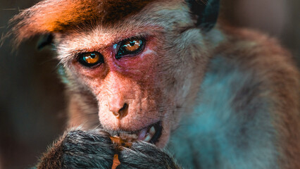 Monkey Wildlife Photography from Sri Lanka – Animals in National Parks and Natural Habitats