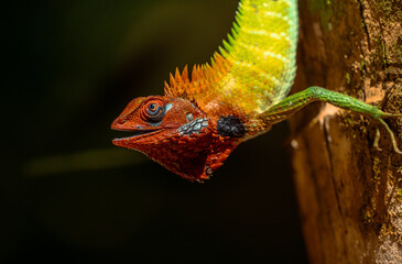 Wildlife Lizard Photography from Sri Lanka – Animals in National Parks and Natural Habitats