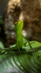 Wildlife Lizard Photography from Sri Lanka – Animals in National Parks and Natural Habitats