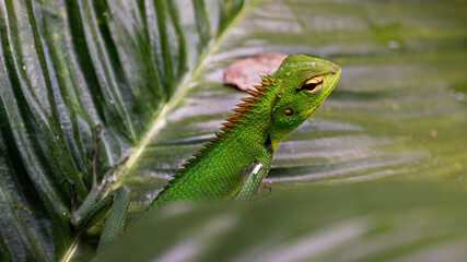 Wildlife Lizard Photography from Sri Lanka – Animals in National Parks and Natural Habitats
