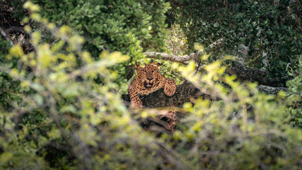 Leopard Wildlife Photography from Sri Lanka – Animals in National Parks and Natural Habitats