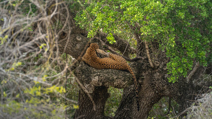 Leopard Wildlife Photography from Sri Lanka – Animals in National Parks and Natural Habitats
