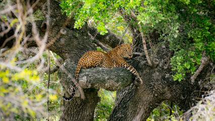 Leopard Wildlife Photography from Sri Lanka – Animals in National Parks and Natural Habitats © Ottmar