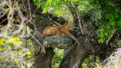 Leopard Wildlife Photography from Sri Lanka – Animals in National Parks and Natural Habitats
