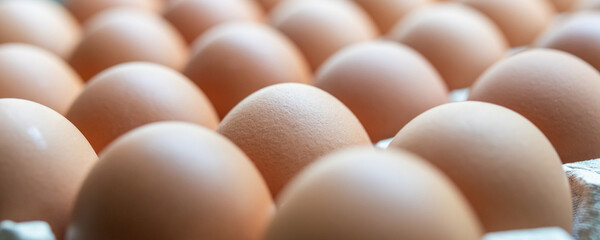 Fresh organic brown chicken eggs in cardboard tray