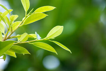 Natural plant green leaf in garden with bokeh background